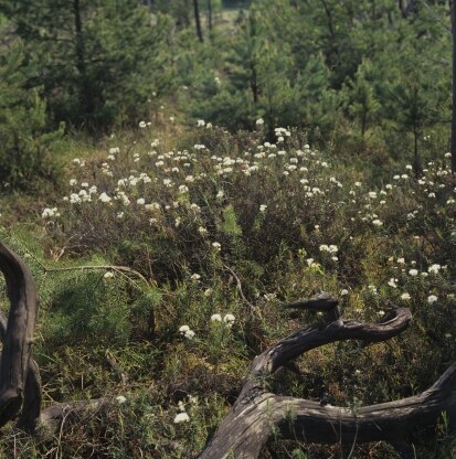 Moorwaldbereich mit Sumpf-Porst (Foto: W. Böhnert, Archiv Naturschutz LfULG)