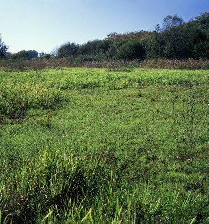 Verlandungsvegetation eines mesotrophen Stillgewässers (Foto: W. Böhnert, Archiv Naturschutz LfULG)