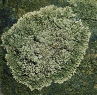 Lecanora muralis - Krustenflechte (Foto: W. Fiedler, Archiv LfUG)