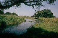 Altarm an einem Fluss als idealer Lebensraum für den Bitterling