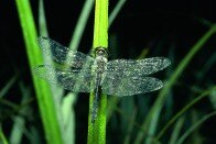 Schwarze Heidelibelle (Foto: B. Hartung, Archiv LfUG)