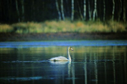 Singschwan