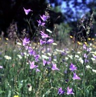 Wiesen-Glockenblume (Foto: W. Fiedler, Archiv LfUG)