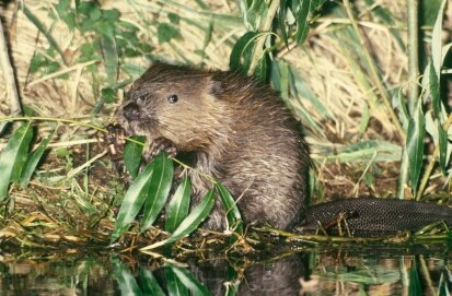 Biber (Foto: Archiv Naturschutz LfULG, H. Rank)