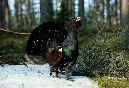 Balzender Auerhahn