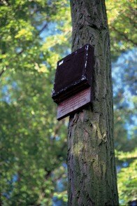 Fledermauskasten - Schlosspark Schönfeld