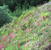 Sonderform Serpentinithalde mit Pechnelke und Habichtskraut (Foto: W. Böhnert, Archiv LfUG)