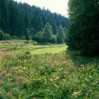 Mädesüß-Hochstaudenflur (Foto: W. Böhnert, Archiv Naturschutz LfULG)