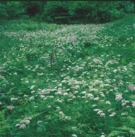 Rauhhaariger Kälberkropf (Foto: W. Böhnert, Archiv LfUG)