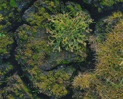 Scheidenblütgras (Coleanthus subtilis) - Natura 2000 - sachsen.de