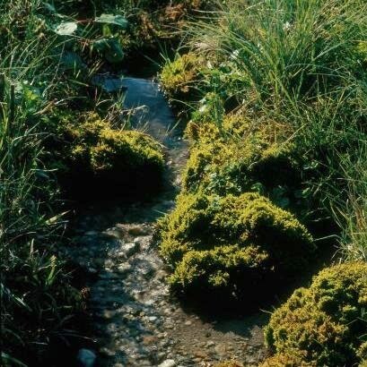 Quellbereich mit Cratoneuron decipiens (Foto: W. Böhnert, Archiv Naturschutz LfULG)