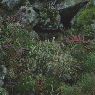 Basaltblöcke mit Krustenflechten (Foto: W. Böhnert, Archiv LfUG)
