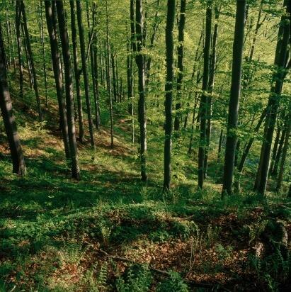 Buchenwald (Foto: W. Böhnert, Archiv Naturschutz LfULG)