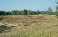 Typischer Lebensraum des Wolfes in Sachsen (Foto: G. Fünfstück, Archiv LfUG)