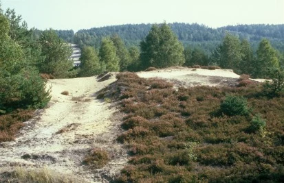 Binnendüne mit Heidefläche (Foto: S. Krause, Archiv Naturschutz LfULG)