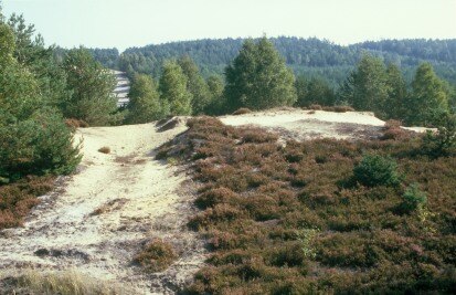 Binnendüne mit Heidefläche (Foto: S. Krause, Archiv Naturschutz LfULG)