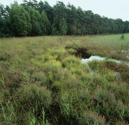 Glockenheide-Gesellschaft im Verlandungsbereich eines Heideteiches (Foto: W. Böhnert, Archiv Naturschutz LfULG)