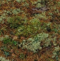 LRT-typische Arten: Cetraria islandica und Cladonia spec. (Foto: C. Hettwer)