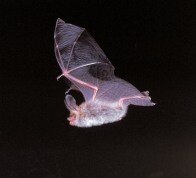 Bechsteinfledermaus im Flug (Foto: R. Klenke, Archiv LfUG)