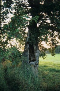 Brutbaum eines Eremiten (Foto: J. Lorenz, Archiv LfUG)