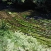 Fließgewässer mit Unterwasservegetation (Foto: F. Klenke, Archiv LfUG)