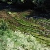 Fließgewässer mit Unterwasservegetation (Foto: F. Klenke, Archiv LfUG)