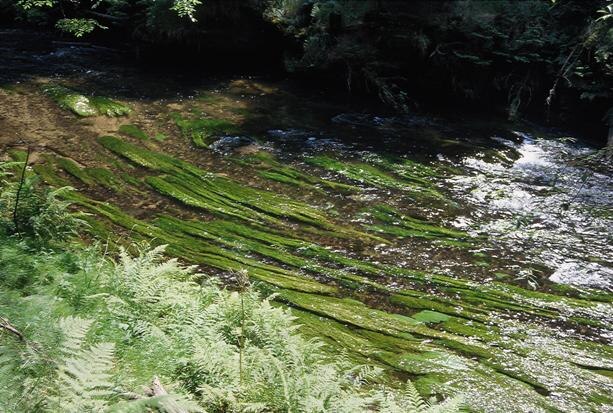 Unterwasservegetation im Fließgewässer; Kirnitzschtal (Foto: F. Klenke, Archiv Naturschutz LfULG)