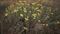 Fotografie: Sand-Strohblumen