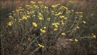 Fotografie: Sand-Strohblumen