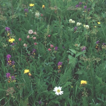 Blütenbunte Bergwiese, Geisingberg (Foto: W. Böhnert, Archiv Naturschutz LfULG)