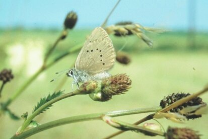 Dunkler Wiesenknopf-Ameisenbläuling (Maculinea nausithous) (Foto: Archiv Naturschutz LfULG, A. Ihl)