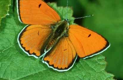 Grosser Feuerfalter (Lycanea dispar) (Foto: Fotoarchiv SNSD)