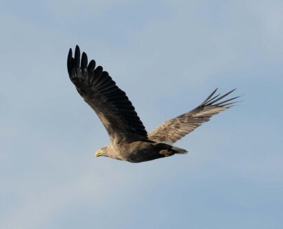 Seeadler