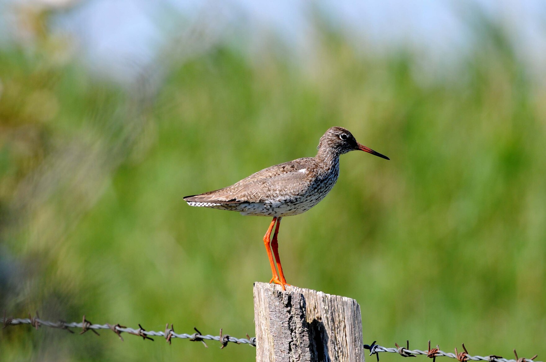 Rotschenkel (Foto: Archiv Naturschutz LfULG, D. Synatzschke)