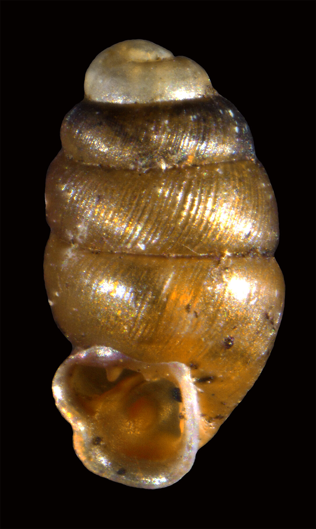 Schmale Windelschnecke (Vertigo angustior) (Foto: Fotoarchiv SNSD, K. Schniebs)