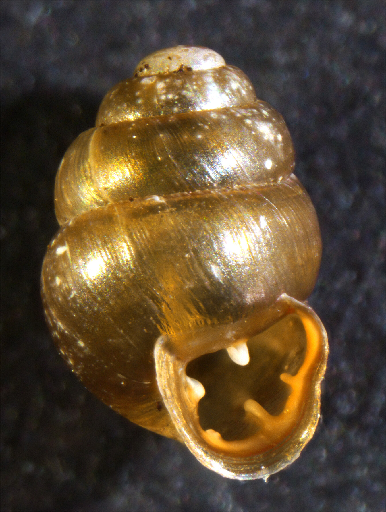 Bauchige Windelschnecke (Vertigo moulinsiana) (Foto: Fotoarchiv SNSD, K. Schniebs)