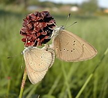 Paarung des Dunklen Wiesenknopf-Ameisenbläulings (Glaucopsyche nausithous) (Foto: Archiv Naturschutz LfULG, Planungsbüro Illig/Kläge/Ludloff)