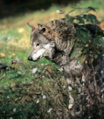 Wolf (Foto: Archiv Naturschutz LfULG, R. Stets)