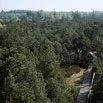 Bergkiefern-Moorwald (Foto: U. Zöphel, Archiv LfUG)