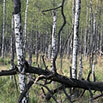 Birkenmoorwald (Foto: J. Hennersdorf, Archiv LfUG) 