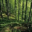 Lebensraum Wälder (Foto: S. Slobodda, Archiv LfUG)