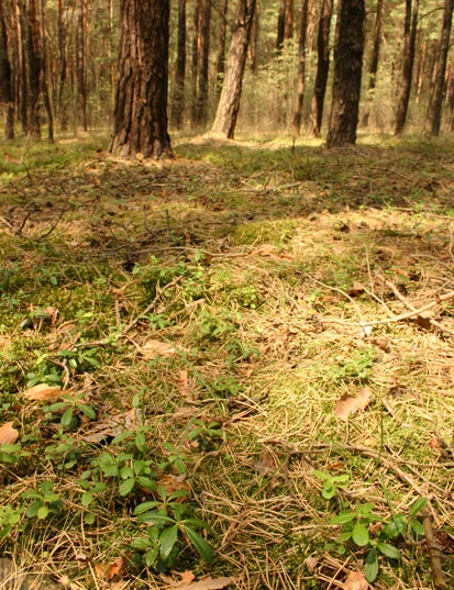 Sarmatischer Kiefernwald mit Dolden-Winterlieb (Chimaphila umbellata) in der Krautschicht (Foto: Archiv Naturschutz LfULG, C. Hettwer)