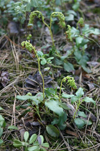 Birngrün (Orthilia secunda) (Foto: C. Hettwer)