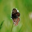 Schmetterlinge (Foto: U. Fischer, Archiv LfUG)
