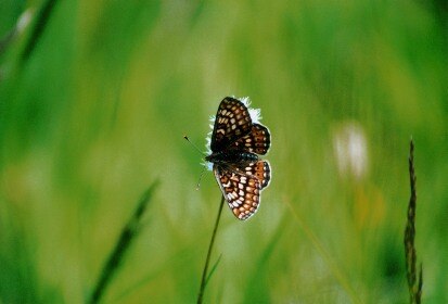 Abbiss-Scheckenfalter (Foto: Archiv Naturschutz LfULG, U. Fischer)