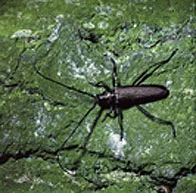 Moschusbock (Foto: W. Fiedler, Archiv LfUG)
