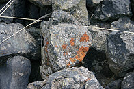 Acarospora sinopica (Foto: C. Hettwer)