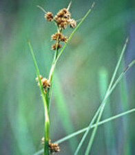 Binsen-Schneide (Cladium mariscus) (Foto: A. Ihl, Archiv LfUG)