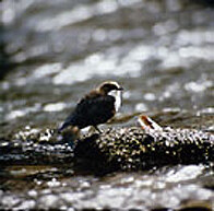 Wasseramsel (Foto: R. Thomaß, Archiv LfUG)