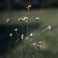 Weißes Schnabelried - Detail Fruchtstände (Foto: H. Blümel, Archiv LfUG)